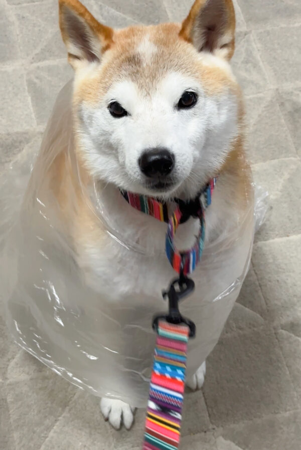 ビニールカッパを着る柴犬