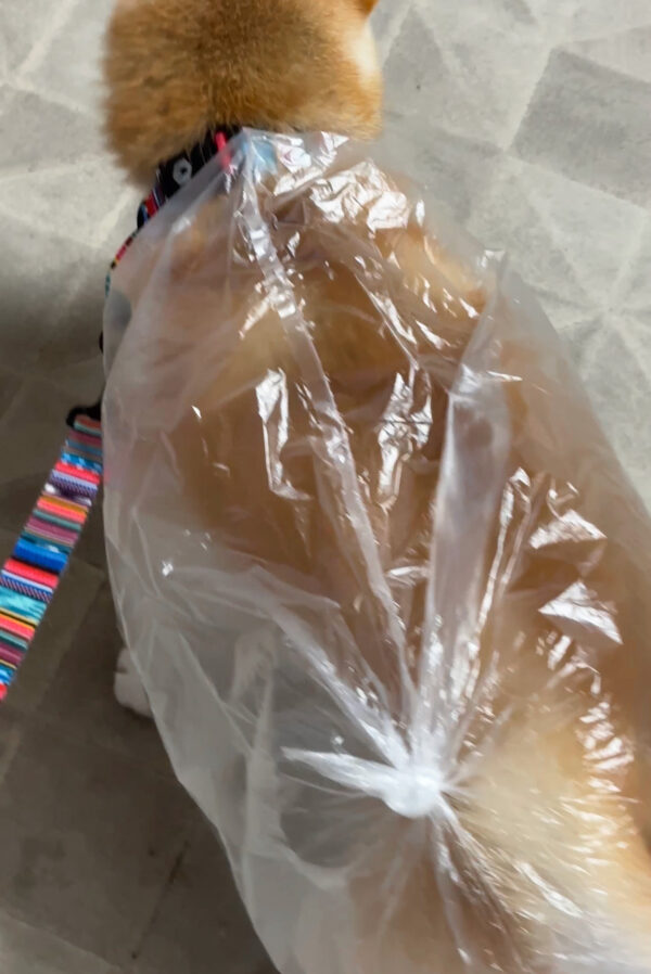 ビニールカッパを着る柴犬
