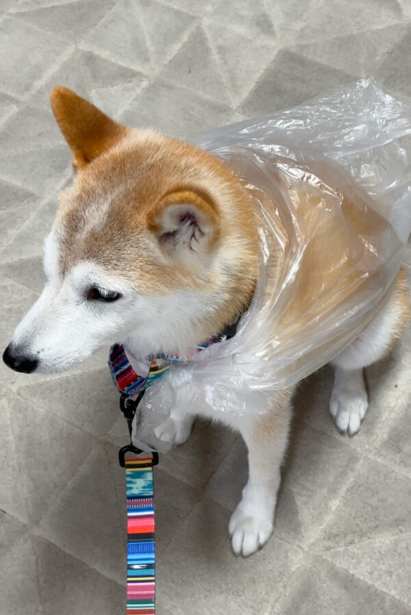 ビニールカッパを着る柴犬