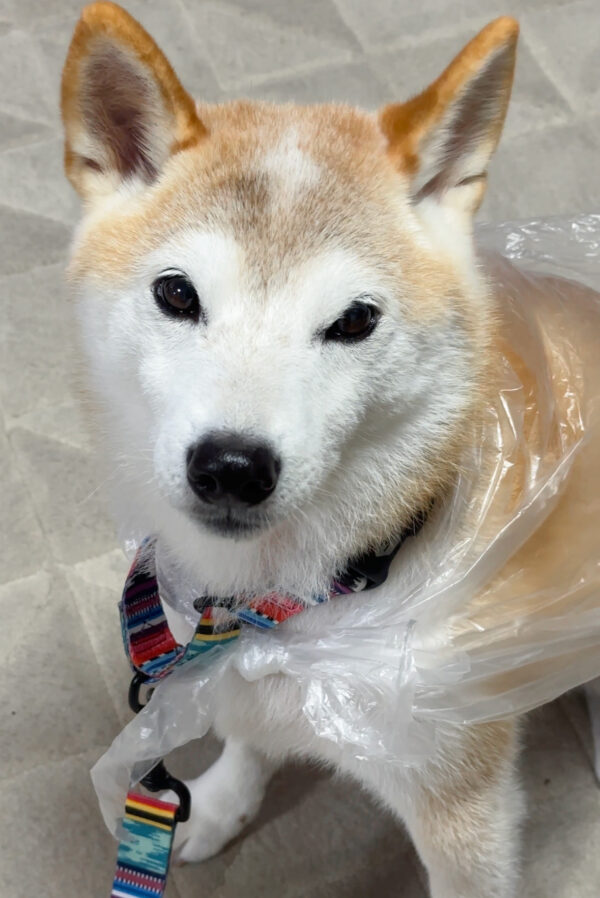 ビニールカッパを着る柴犬