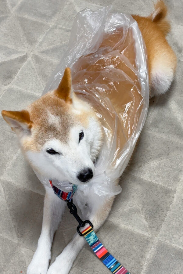 ビニールカッパを着る柴犬