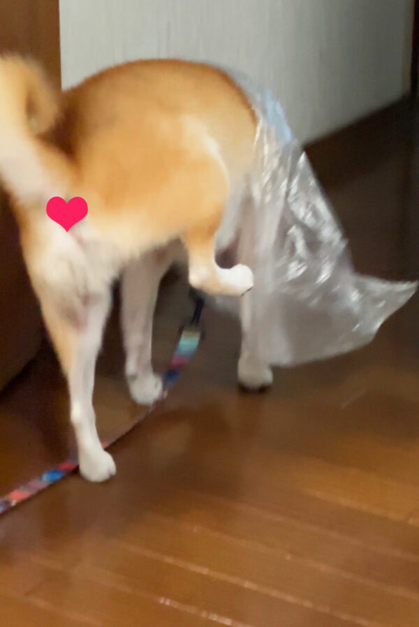 ビニールカッパを着る柴犬