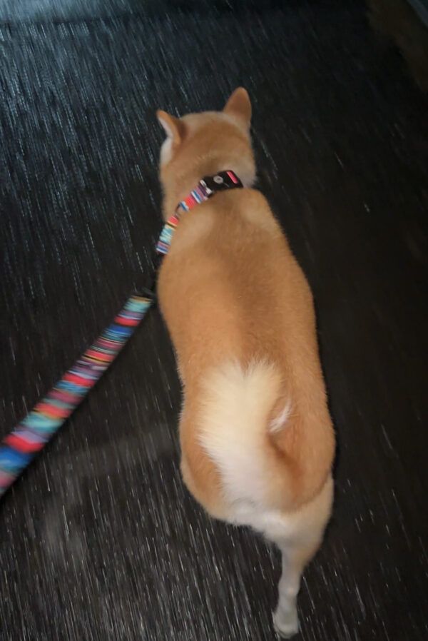 雨の中を散歩する柴犬