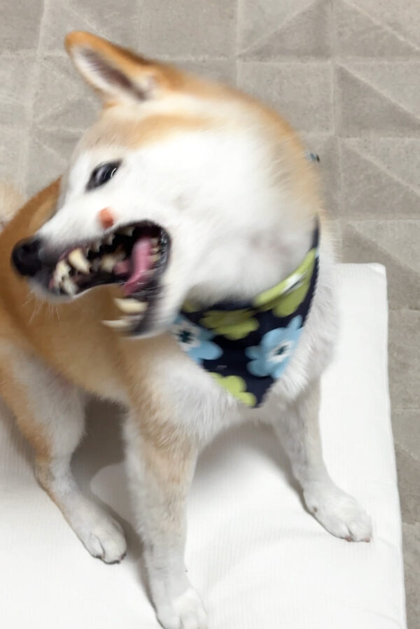 おやつを食べる柴犬