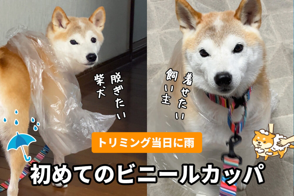 雨の日の柴犬