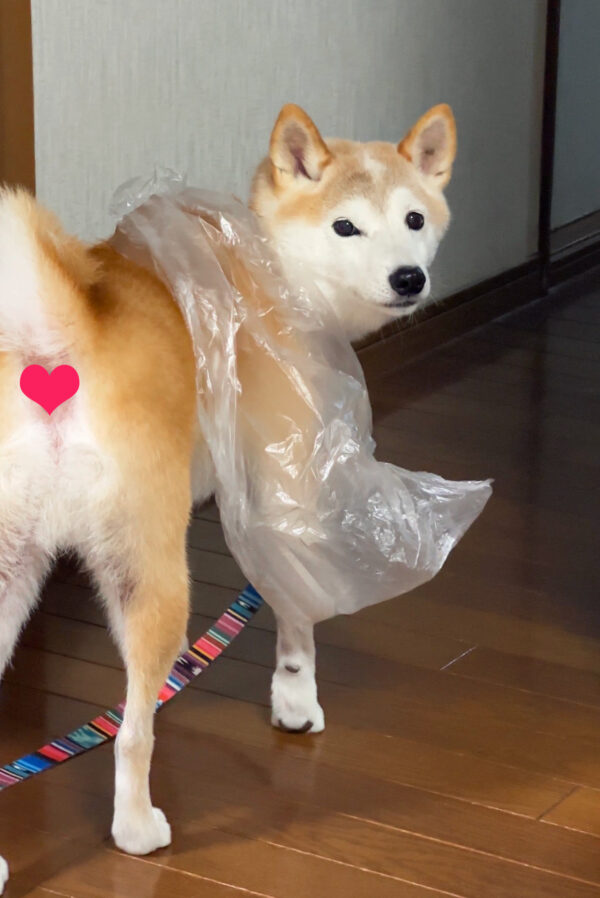 ビニールカッパを着る柴犬