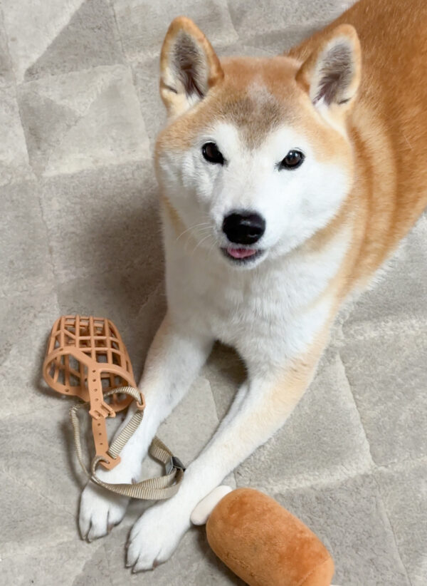 口輪を守る柴犬