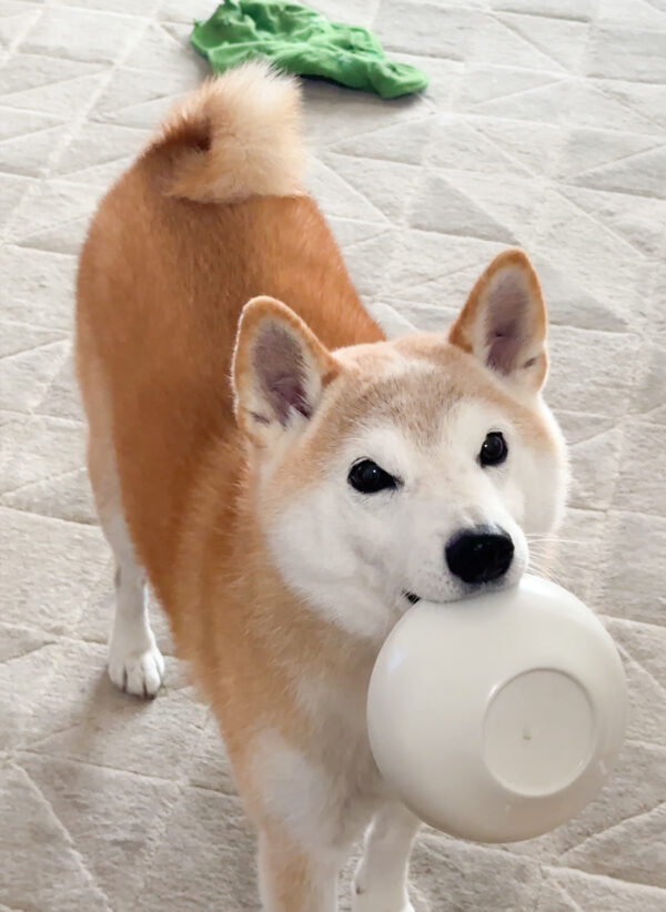 お茶碗を持ってくる柴犬