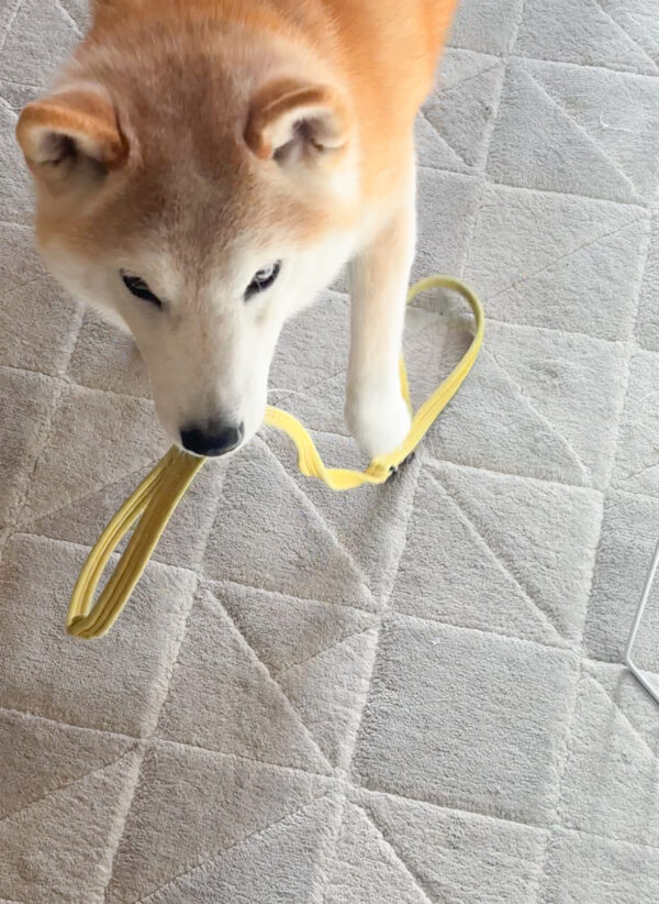 リードをとる柴犬