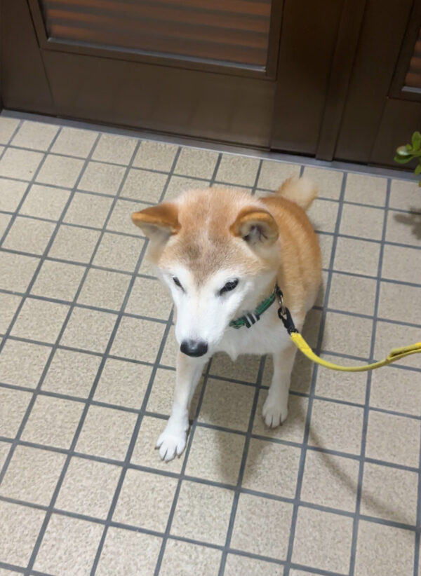 お座りをする柴犬