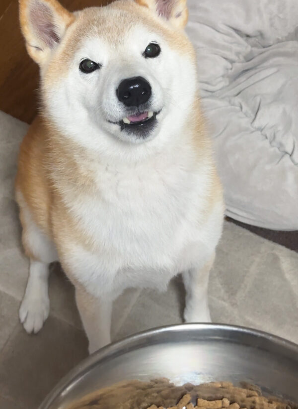 ご飯待ちの柴犬