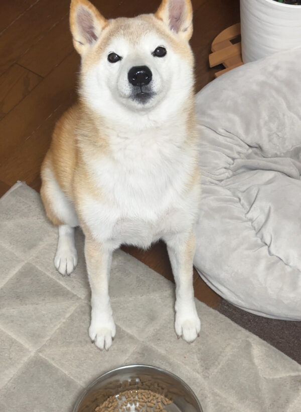 ご飯待ちの柴犬