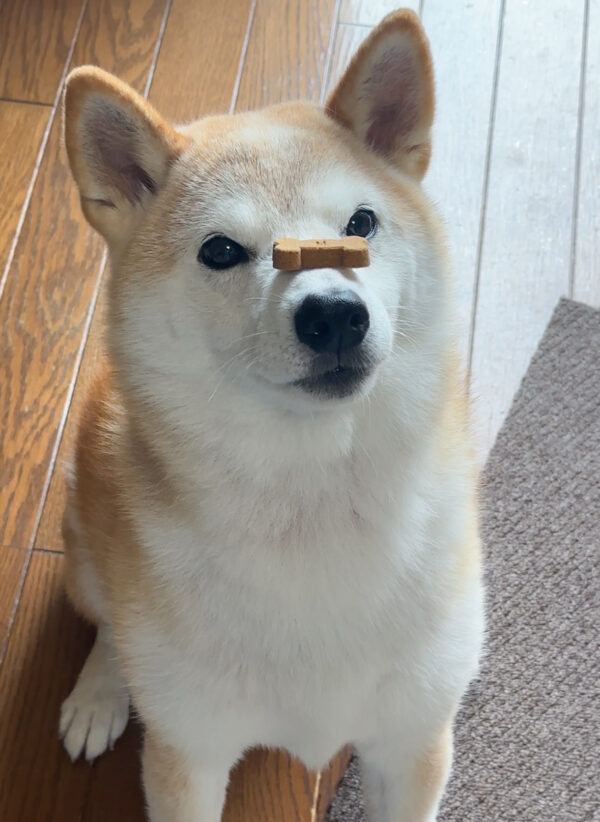 鼻パクをする柴犬