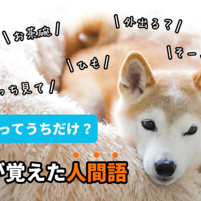 これってうちだけ？麦が覚えた人間語