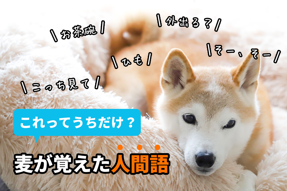 これってうちだけ？麦が覚えた人間語