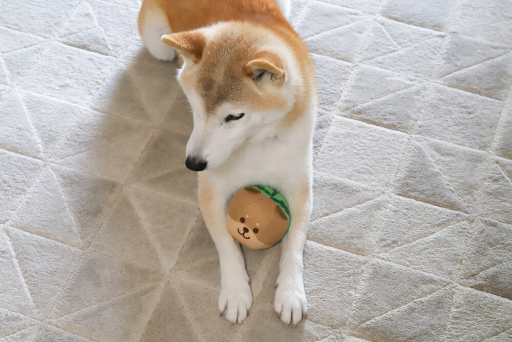 おもちゃを守る柴犬