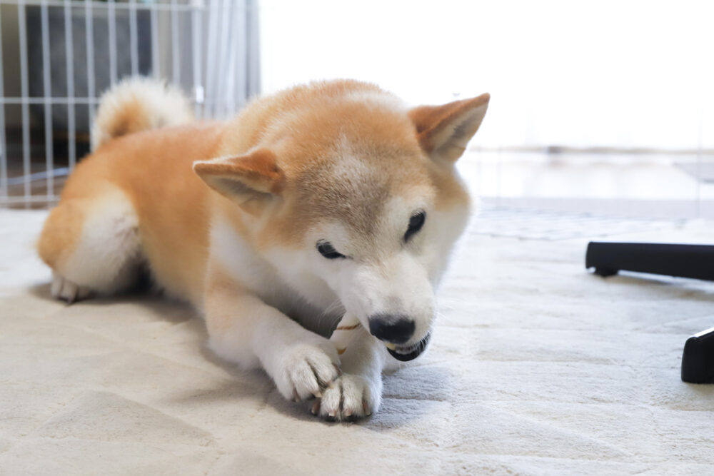ガムを食べる柴犬