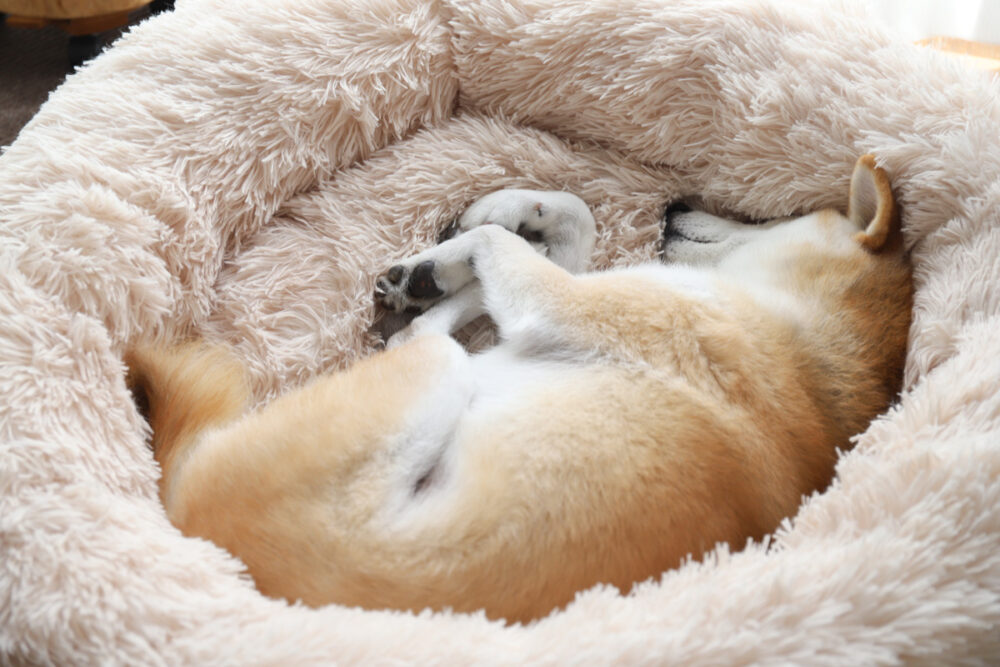 ふて寝する柴犬