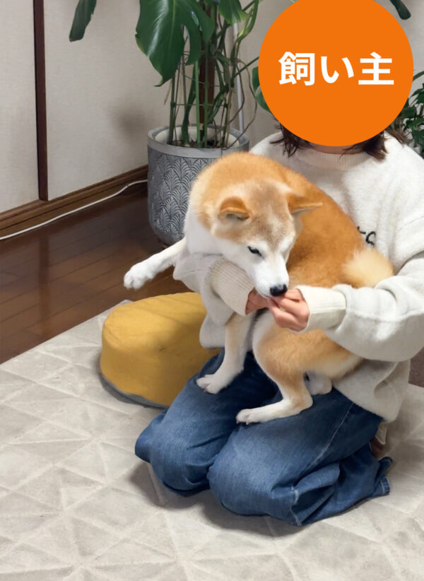 抱っこされる柴犬