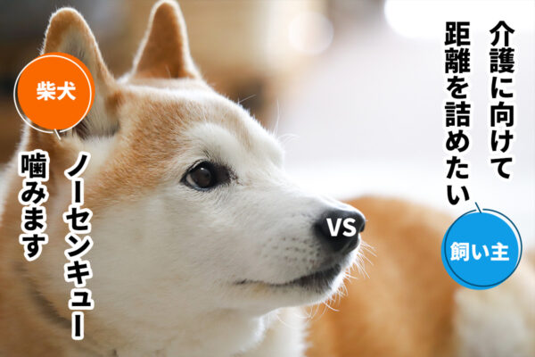 噛む柴犬の介護