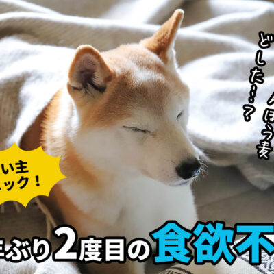 犬の食欲不振に飼い主パニック