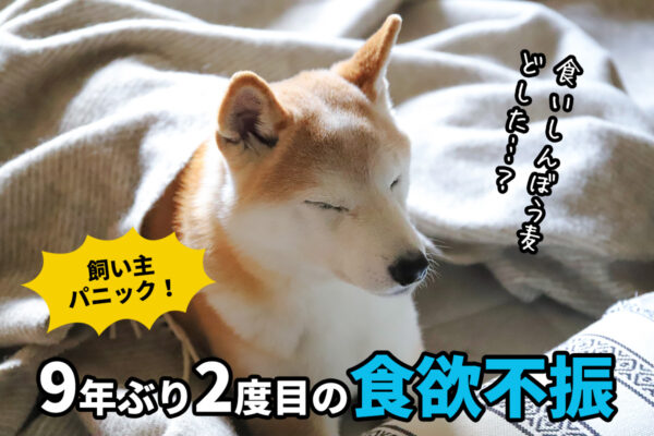 犬の食欲不振に飼い主パニック
