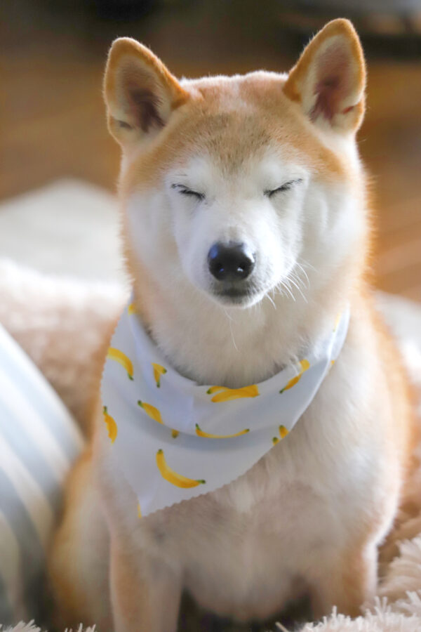 うとうとする柴犬