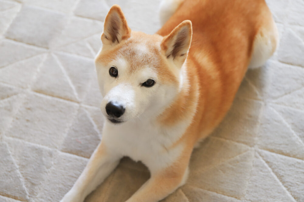 カメラ目線の柴犬