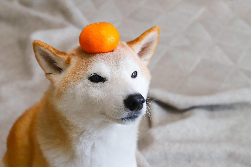 頭にみかんを乗せた柴犬