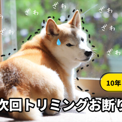 トリミングでお断りされた柴犬