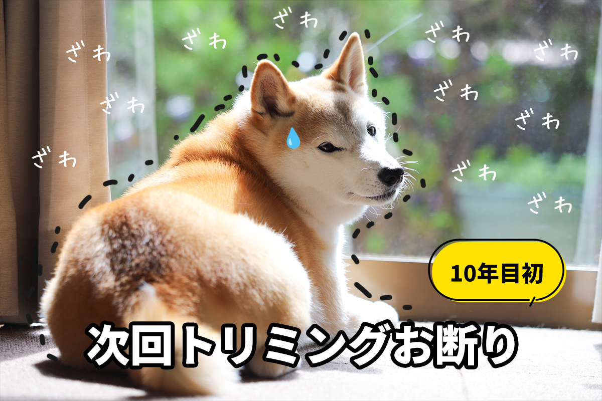 トリミングでお断りされた柴犬