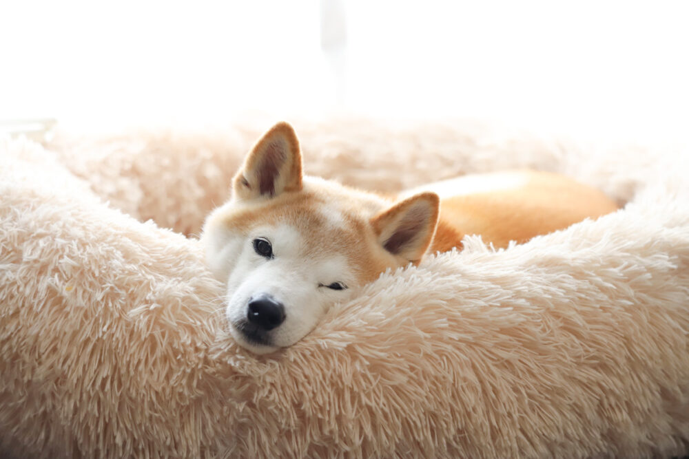 ベッドで眠る柴犬(マイラペット)