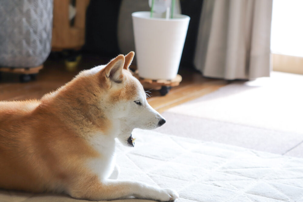 あくびをする柴犬