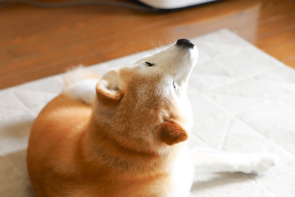 カイカイする柴犬