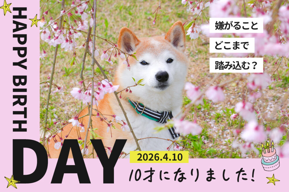 10歳の柴犬