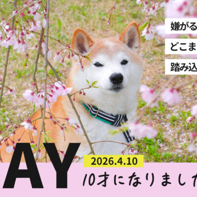 柴犬誕生日