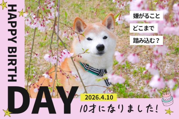 柴犬誕生日