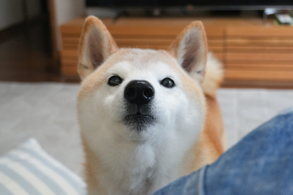 何かを訴えかける柴犬