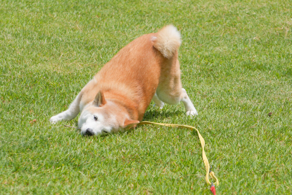 芝生にすりすりする柴犬