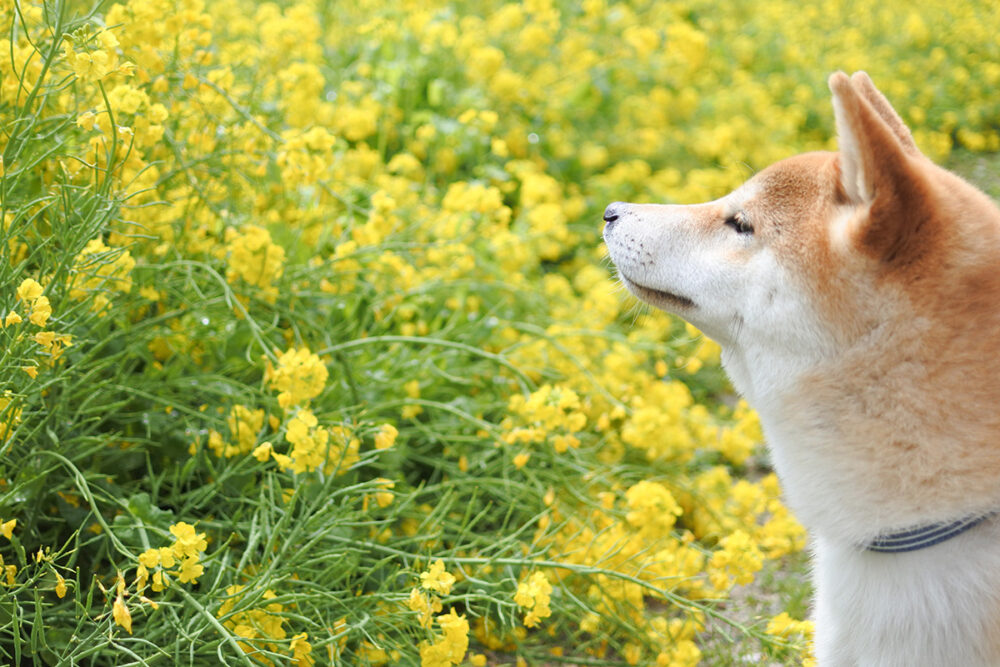 お散歩する柴犬