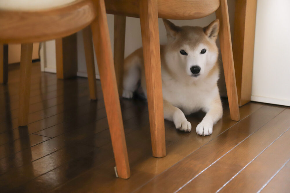 ダイニングテーブルの下にはいる柴犬