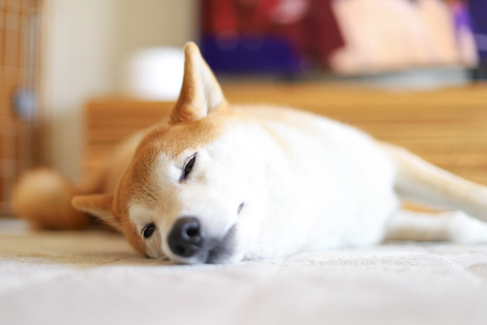 お昼寝する柴犬
