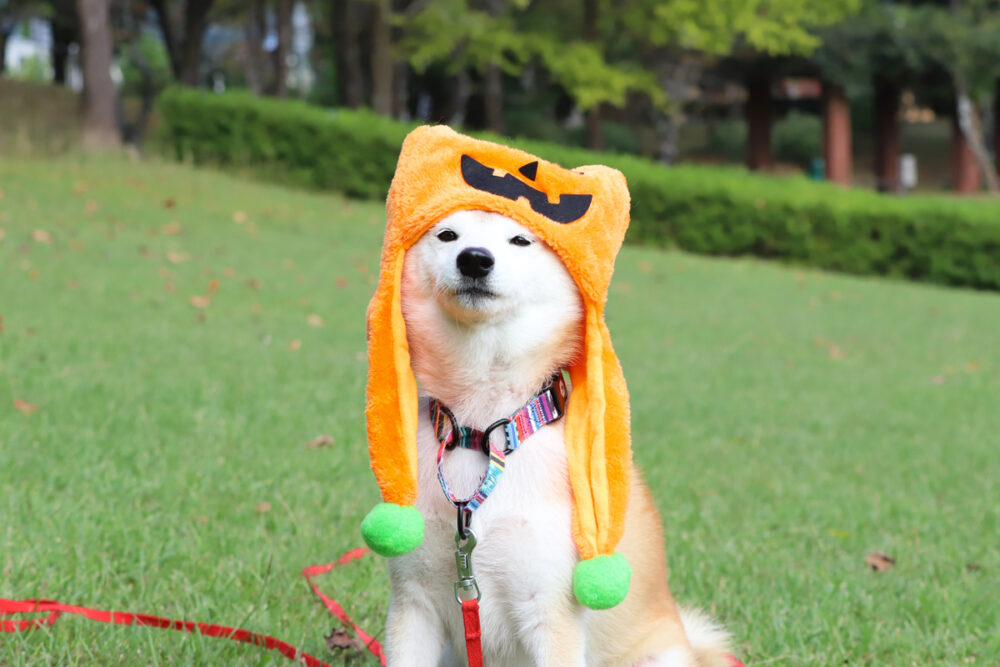 公園で遊ぶ柴犬