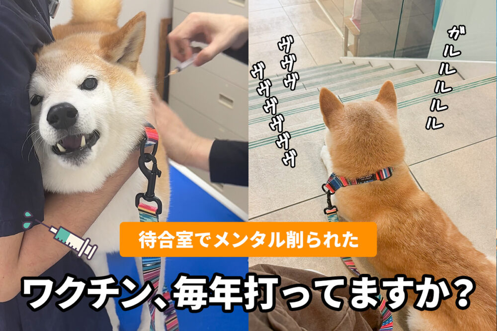 犬のワクチン毎年打ってますか?