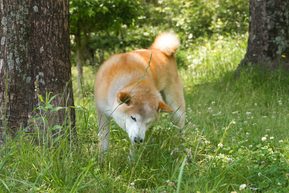 犬のワクチン毎年打ってますか?