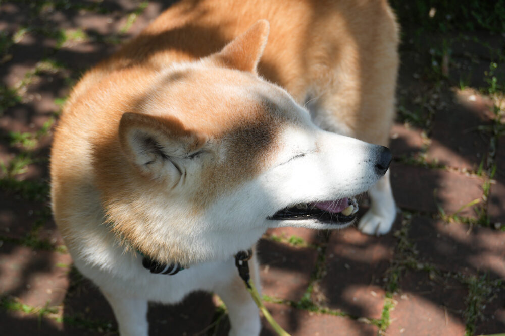 暑くてヘロヘロの柴犬