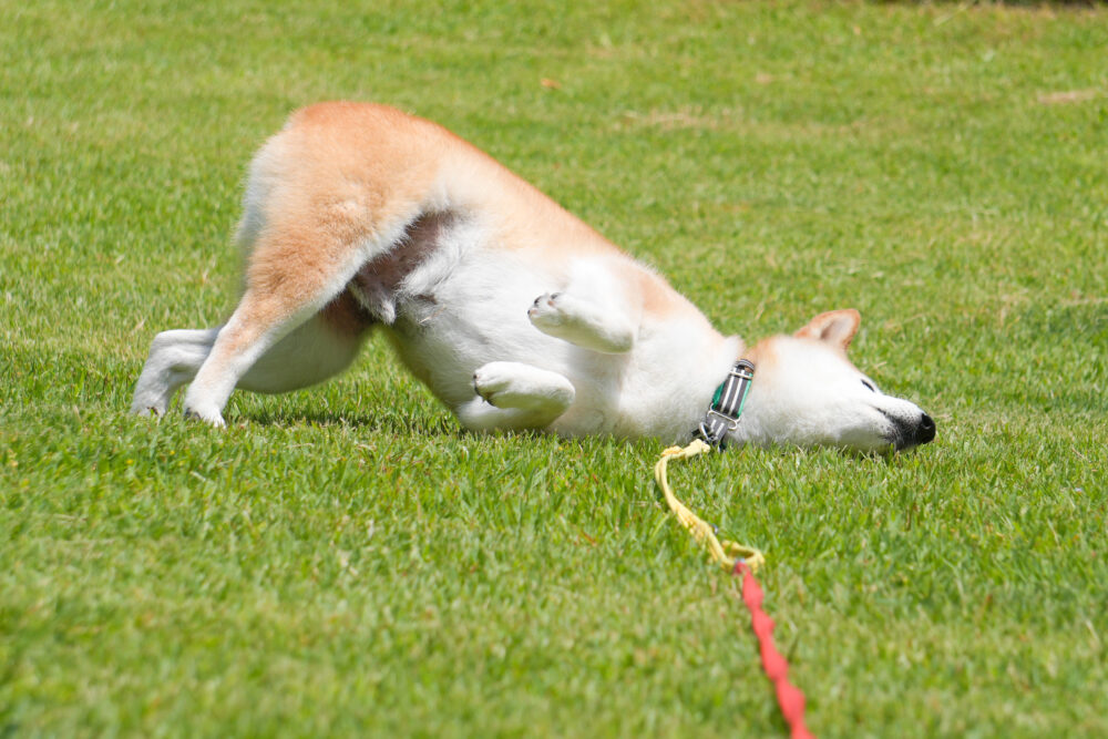 ロングリードで散歩をする柴犬