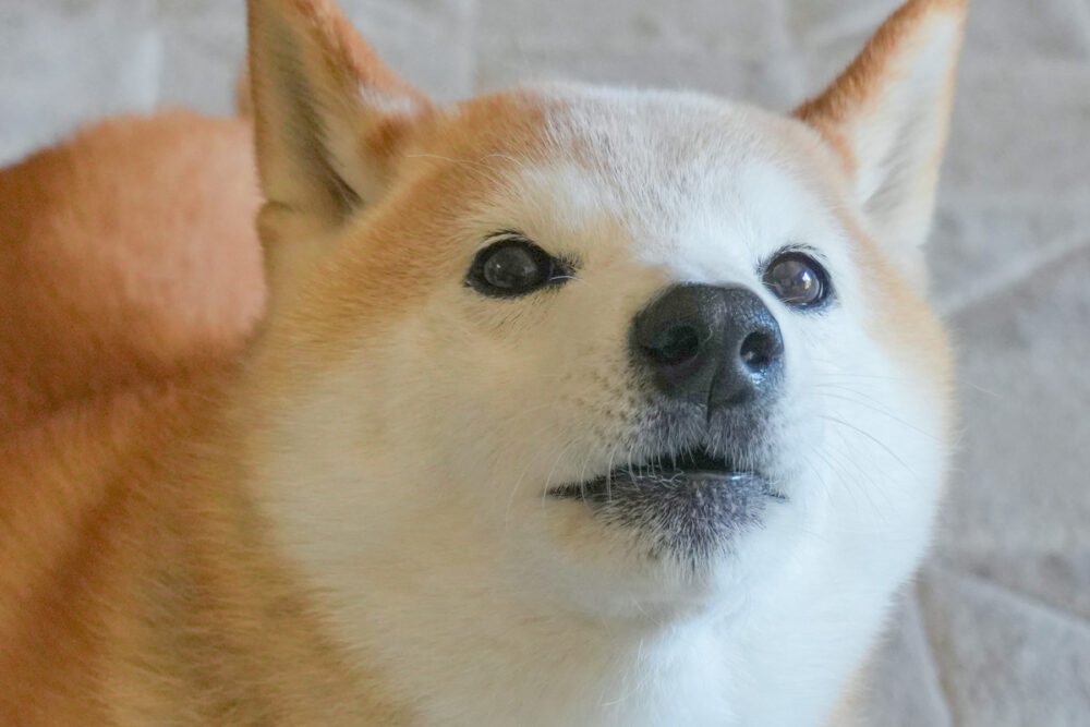 感情を失う柴犬