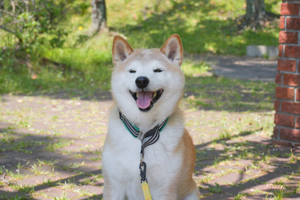 穏やかな柴犬