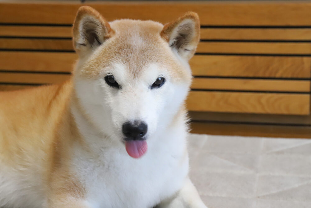 気分やの柴犬